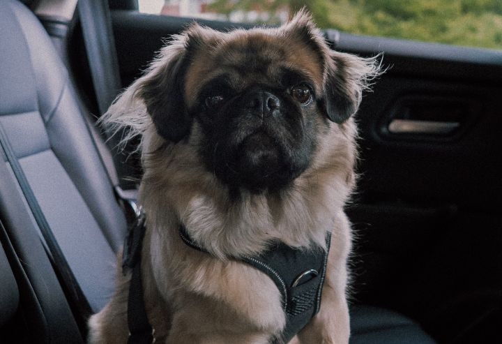 Frontalansicht auf einen beigefarbenen Mops, der mit dem neuen Nissan Hundegeschirr auf dem Rücksitz eines Nissan sitzt.