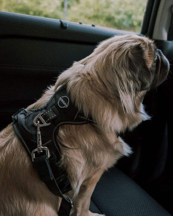 Seitlicher Blick auf einen sitzenden, beigen Mops, der im Fond eines Nissan das neue Nissan Hundegeschirr trägt