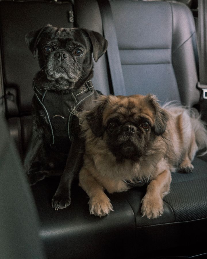 Ein schwarzer, sitzender Mops und ein beiger, liegender Mops schauen aufmerksam vom Rücksitz eines Nissan in die Kamera, beide tragen das neue Nissan Hundegeschirr.