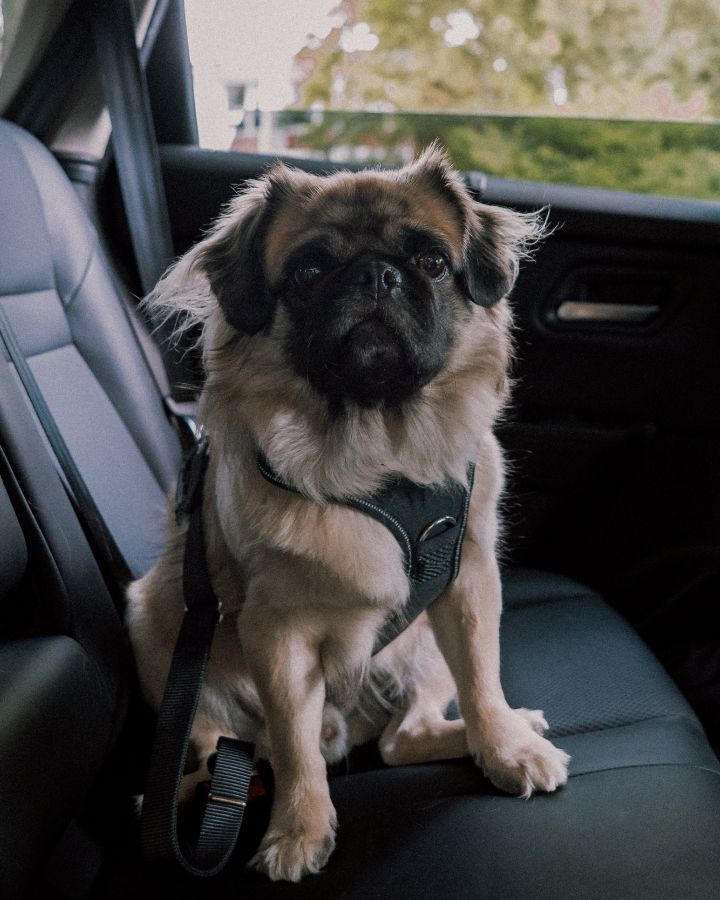 Auf dem Rücksitz eines Nissan sitzt ein beigefarbener Mops, der das neue Nissan Hundegeschirr trägt.
