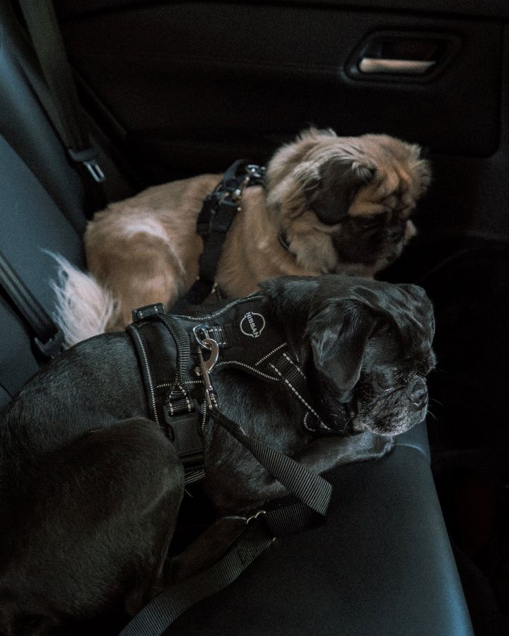 Auf dem Rücksitz eines Nissan liegen ein beiger Mops und ein schwarzer Mops nebeneinander, beide Tragen das neue Nissan Hundegeschirr.