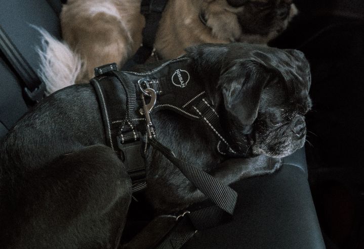 Auf dem Rücksitz eines Nissan liegt ein schwarzer Mops, der das neue Nissan Hundegeschirr trägt.