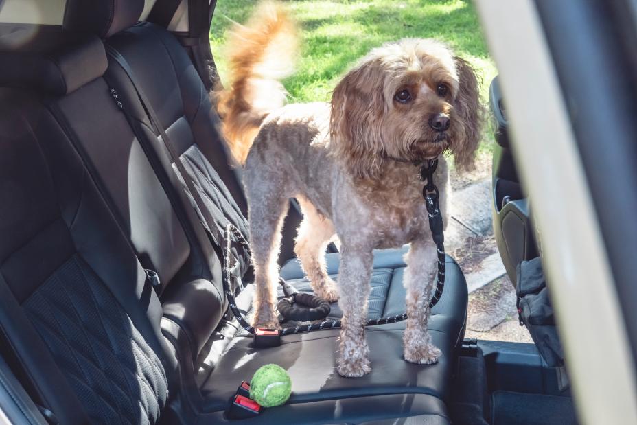 Nissan X-Trail e-POWER International Dog Day